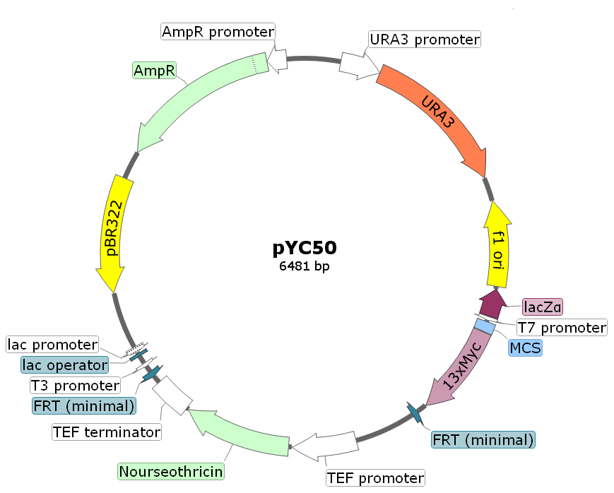 pYC50载体图谱